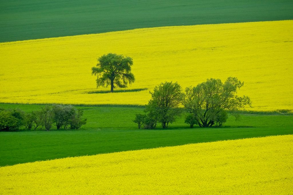 trees on green and yellow field