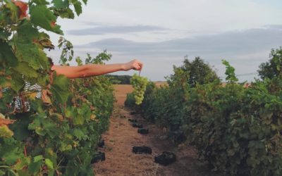 TECHNICIEN CONSEIL VIGNES (H/F) | Dép.41 | Réf TCV41