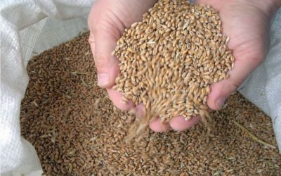 RESPONSABLE ACHATS CEREALES  (H/F) | Dép 50 | Réf RAC50