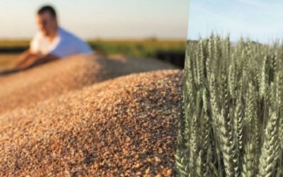RESPONSABLE ACHATS CEREALES (H/F) | Dép 50 | Réf RAC50