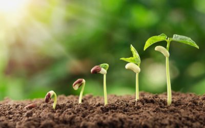 CHEF DE MARCHE SEMENCES ET NUTRITION VEGETALE (H/F) | Dép. 41 | Réf. CMSNV41