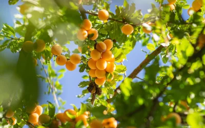 TECHNICO-COMMERCIAL(E) ARBORICULTURE- MARAICHAGE (H/F) | Dép. 66| Réf. AM66